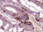 TMEM176A Rabbit pAb